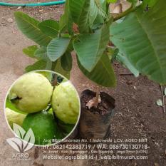 Bibit Jambu Biji Getas Merah Okulasi 40 cm