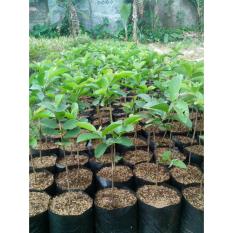 Bibit jambu biji kristal okulasi