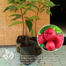 Bibit Jambu Jamaika Okulasi