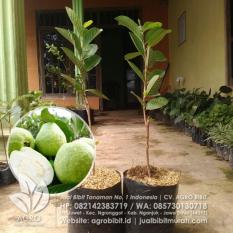 Bibit Jambu Kristal Okulasi 40 cm