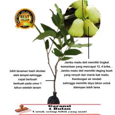 Bibit Jambu Madu Deli Hijau