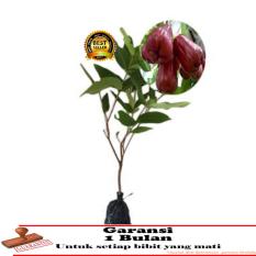 Bibit Jambu Madu merah