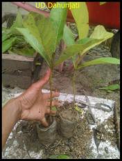 Bibit Jati Unggulan Organik