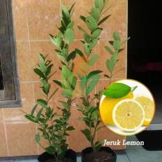 Bibit Jeruk Lemon Okulasi 30 cm