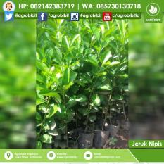Bibit Jeruk Nipis Unggul