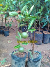 Bibit Jeruk Santang Madu