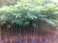 Bibit Kayu Sengon