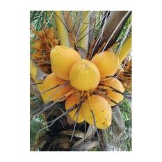 Bibit Kelapa Gading Super Genjah