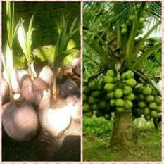 Bibit Kelapa Hibrida