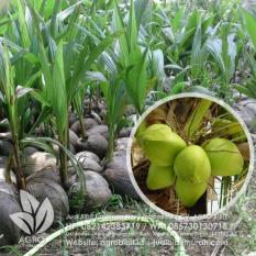 Bibit Kelapa Hibrida Hijau Biji 30 cm
