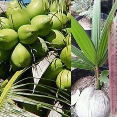 Bibit Kelapa Pandan Wangi Thailand
