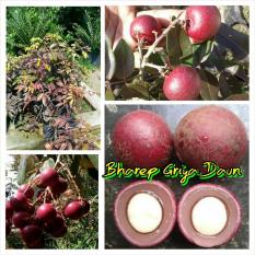 Bibit Kelengkeng Merah Rubi Logan Unggul