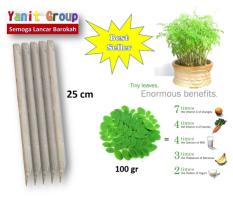 Bibit Kelor Moringa Steck Berkualitas Harga Termurah Di Toped