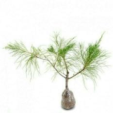 Bibit Kembang Cemara Udang Bahan Bonsai