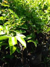 Bibit klengkeng aroma durian berbunga