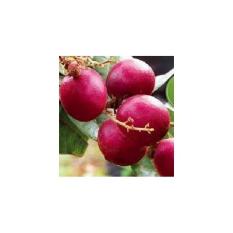 Bibit Lengkeng Merah (Kelengkeng Merah)