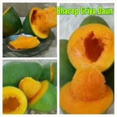 Bibit Mangga Alpukat