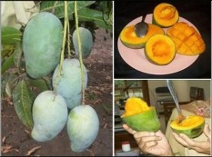 Bibit Mangga Alpukat