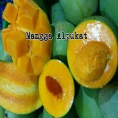 Bibit Mangga Alpukat Asli