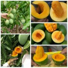 Bibit Mangga Alpukat Mangga Unik
