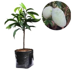 Bibit Mangga Gajah 60Cm