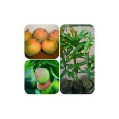 Bibit Mangga Gedong Gincu Indramayu