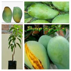 Bibit Mangga Indramayu Unggul