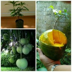 Bibit Mangga Kelapa Super Besar