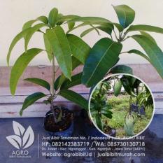 Bibit Mangga Kiojay Okulasi Super