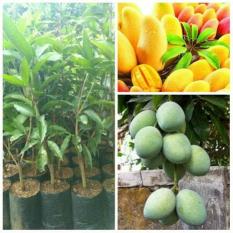 Bibit Mangga Madu Super Unggul Super Manis