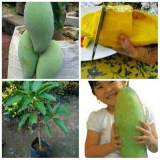 Bibit Mangga Mahatir Super Jumbo