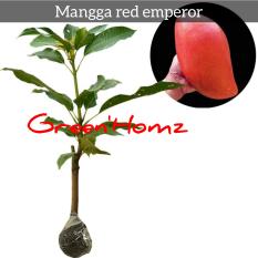 Bibit mangga super red/red emperor