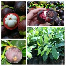 Bibit manggis hibrida