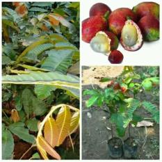 Bibit Matoa