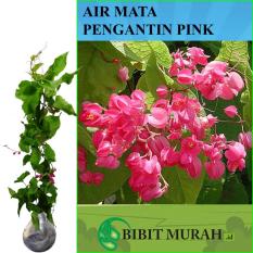Bibit Murah Air Mata Pengantin