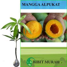 Bibit Murah Mangga Alpukat