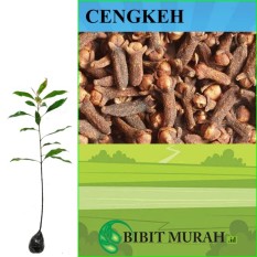 Bibit Murah Tanaman Cengkeh