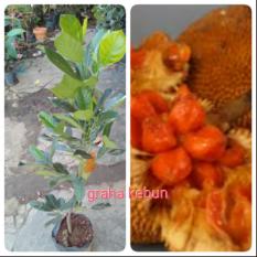 Bibit Nangka Mini Merah