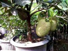 Bibit Nangka Mini Tabulampot