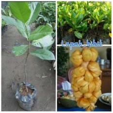 Bibit Nangkadak