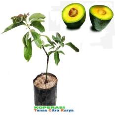 Bibit Okulasi Buah Alpukat Mentega - Siap Tanam