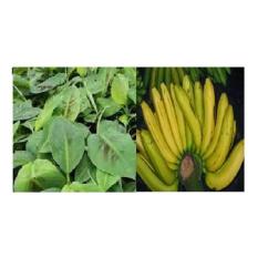 Bibit Pisang Ambon Kuning Kultur Jaringan Perpaket 20 Bibit