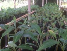 Bibit Pisang Cavendish 20 Pohon
