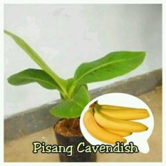 Bibit Pisang Cavendish Sunpride Paket 10 pohon