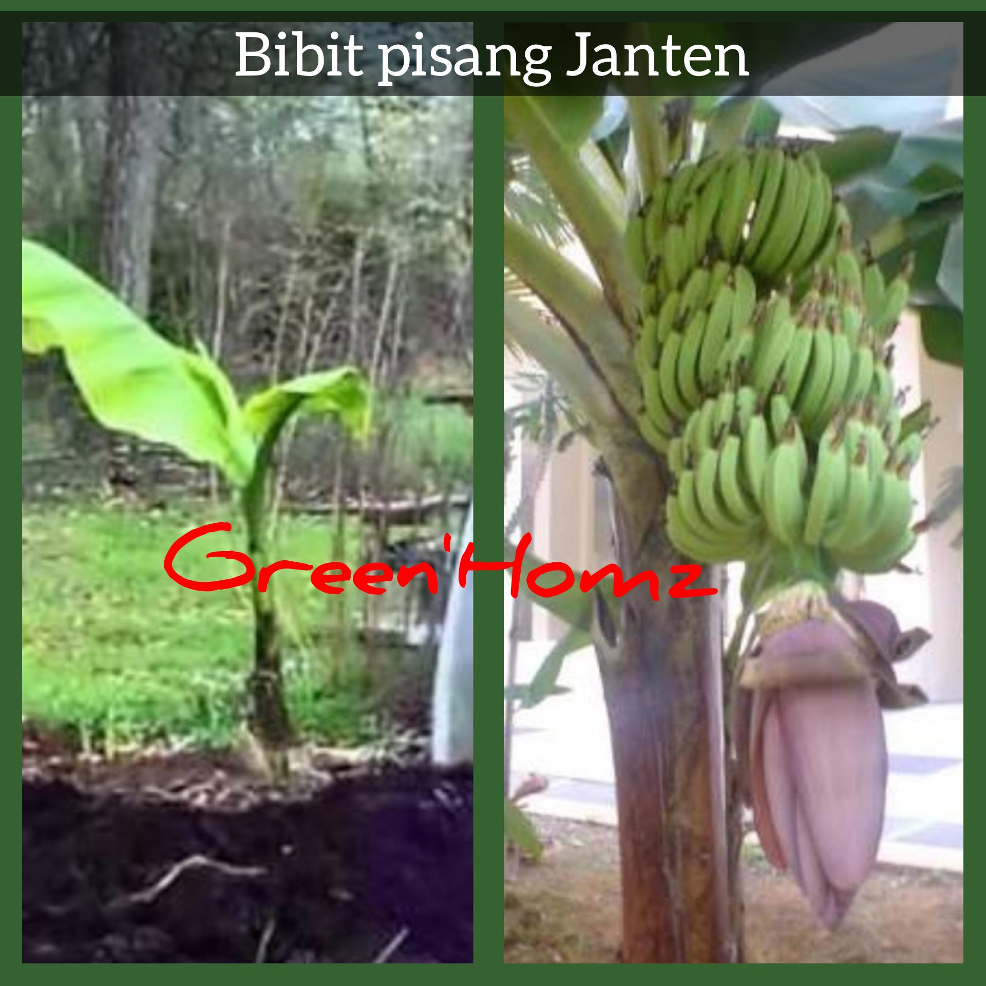 Bibit pisang janten