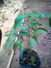 Bibit Pohon GAHARU