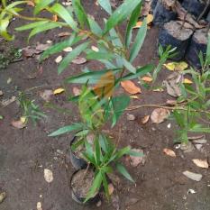 Bibit Pohon Kayu Putih