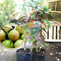 Bibit Pohon Buah Kenitu