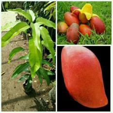 Bibit Pohon Mangga Yuwen 60Cm