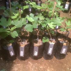Bibit Pohon Tin / Ara Varietas Brown Turkey